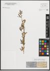Foto von Salix purpurea L.